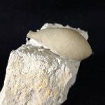 Stachel eines Tylocidaris baltica (SCHL�TER 1892) - Bild &copy; FossNet FossilienStore